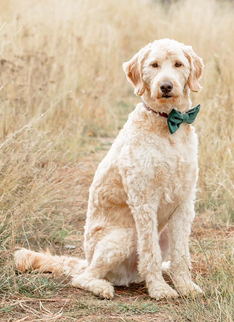 Huckleberry - Flowers by Lily Garland